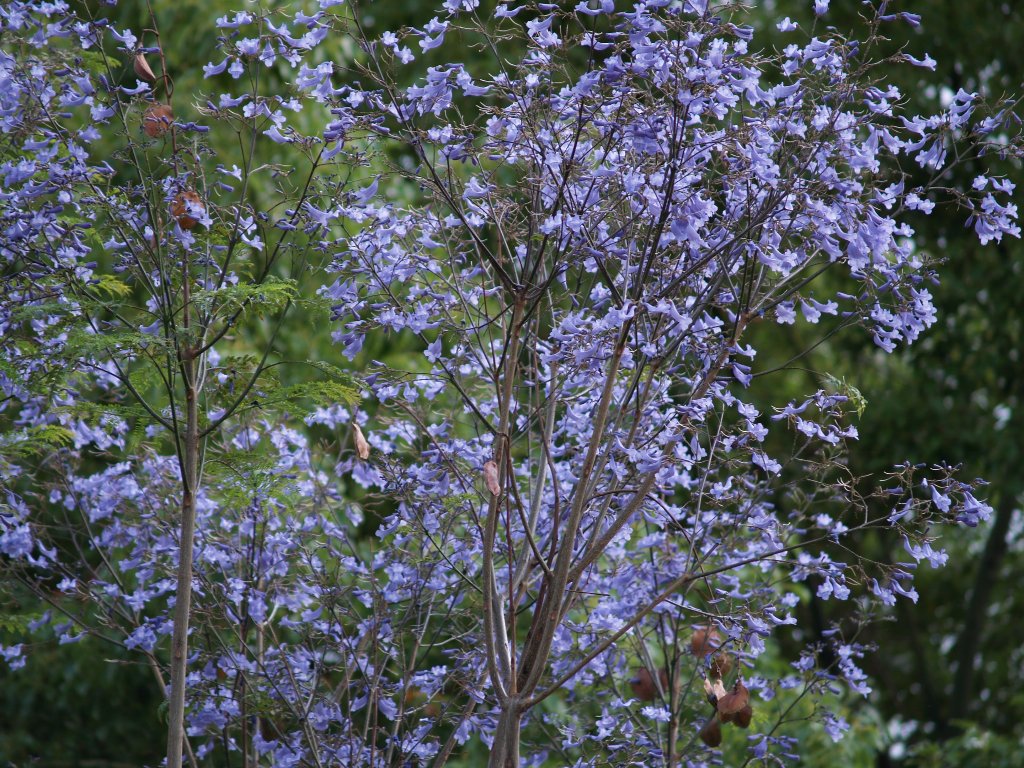 colori di Sicilia....