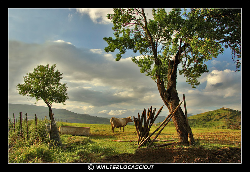 Campi e pascoli