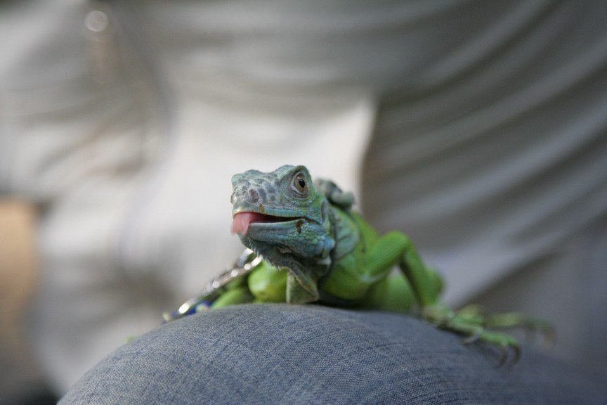 iguana