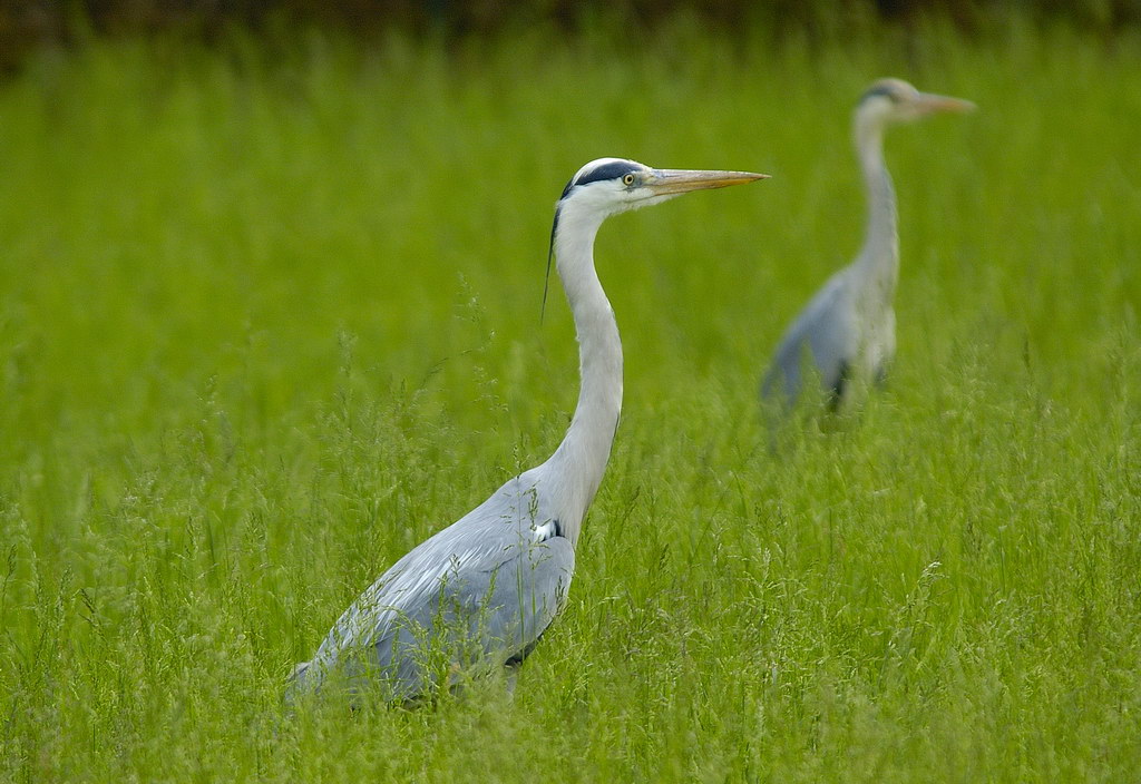 Anche gli Aironi hanno l'Angelo Custode