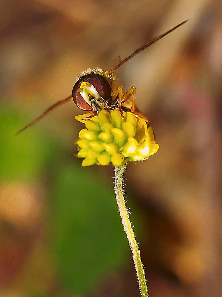 Dittero (Conops quadrifasciatus?) bis