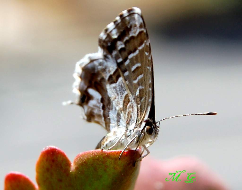 Farfallina in citt�