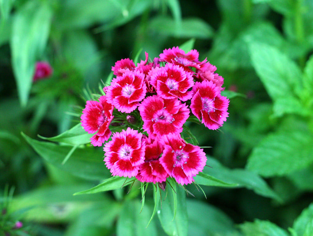 che bei fiorellini fuxia