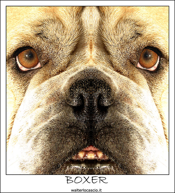 Boxer