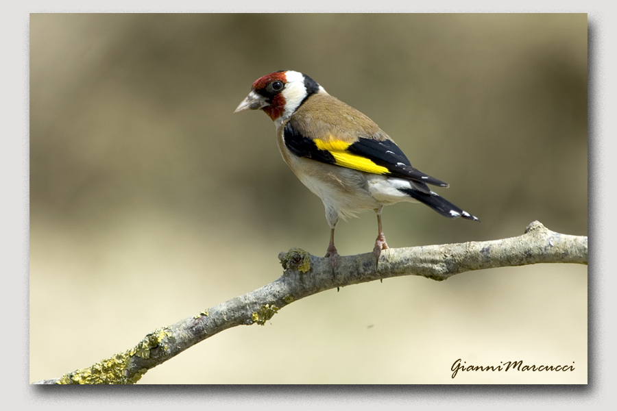 Carduelis