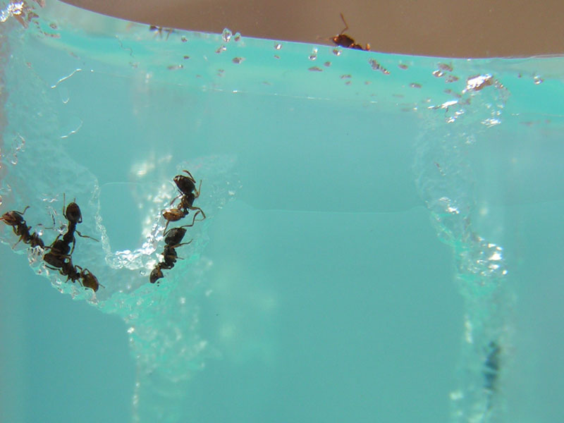 sotto terra che fanno le formiche??