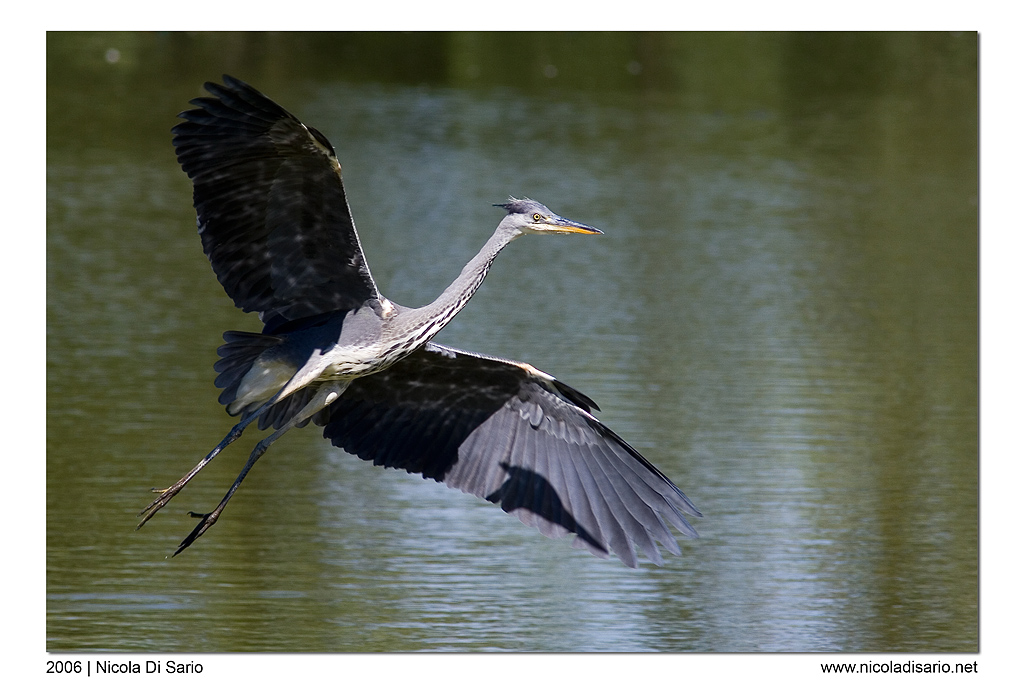 Airone Cenerino in volo