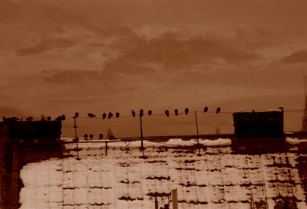 vista su piccioni Praga