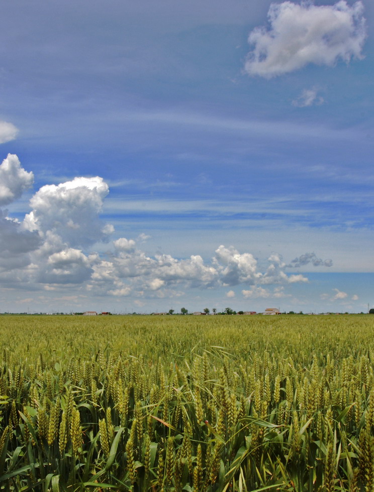 grano e nuvole