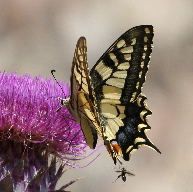 farfalla con... amichetto