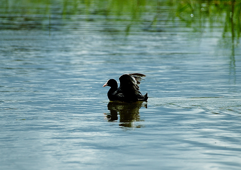 sul lago di Pergusa..