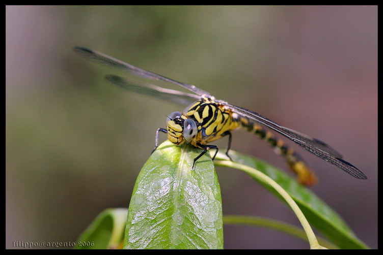 Libellula