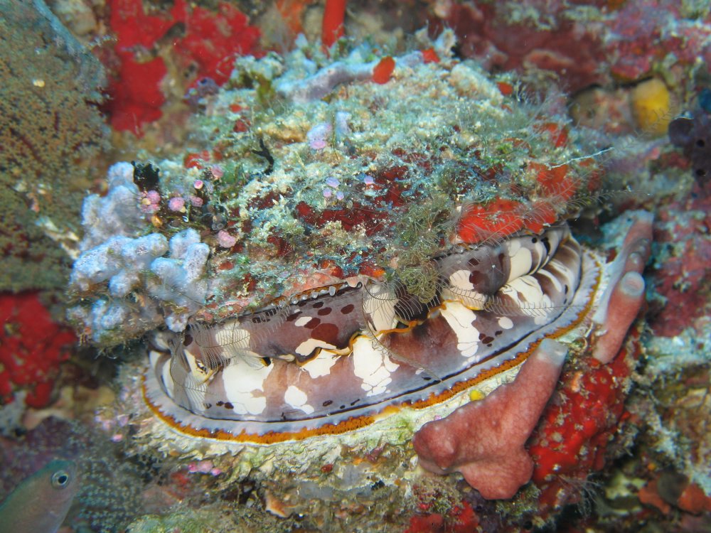 piccola bottega degli orrori