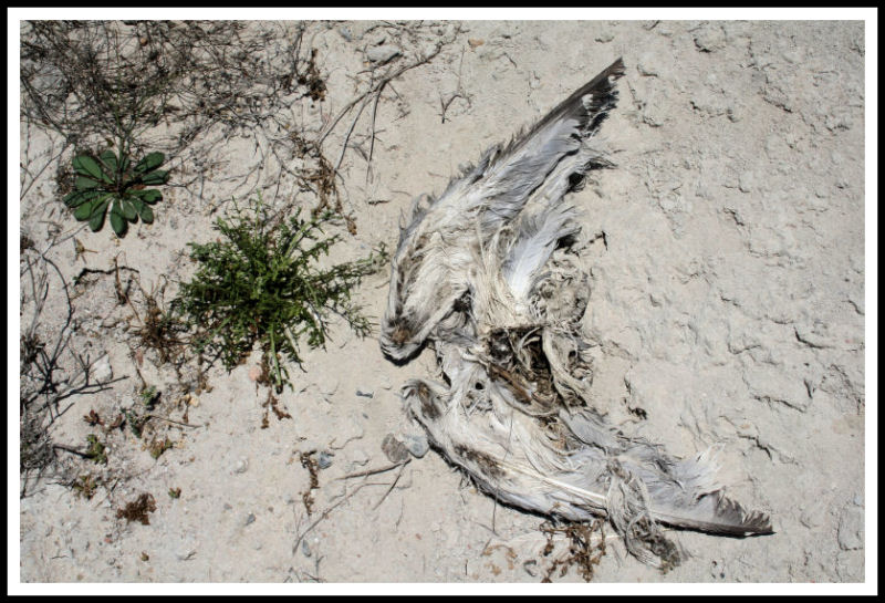 mai pi� cieli azzurri 2