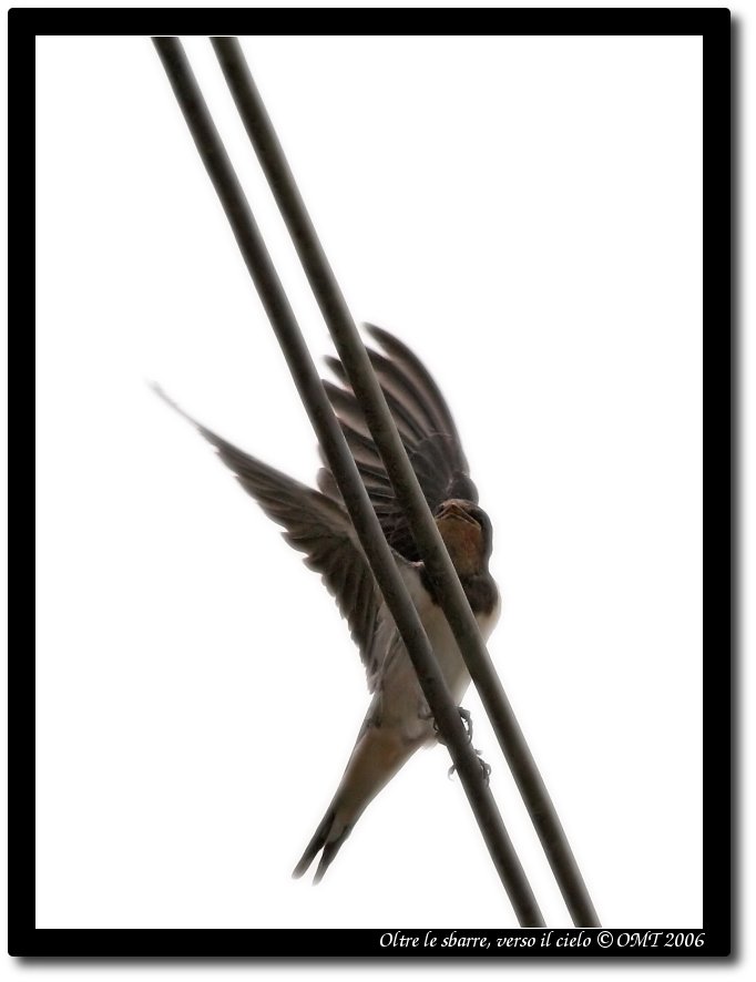 Oltre le sbarre, verso il cielo