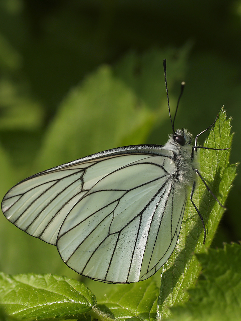 Pieride del biancospino (maschio)