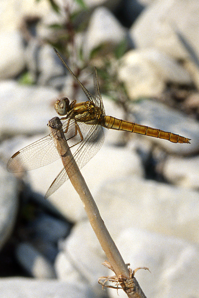 Libellula