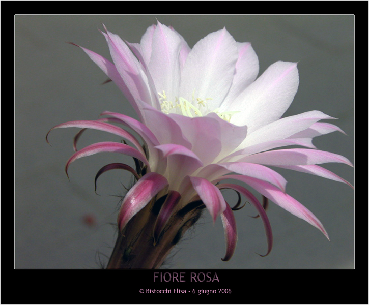 Fiore