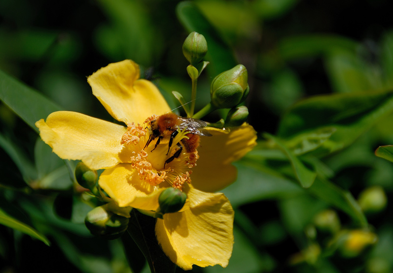Calabrone all'ora di pranzo!