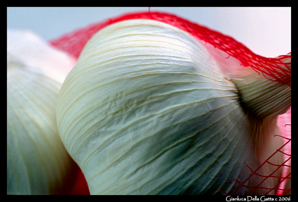 retina di agli rossa