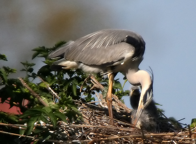 piccolo cenerino e mamma