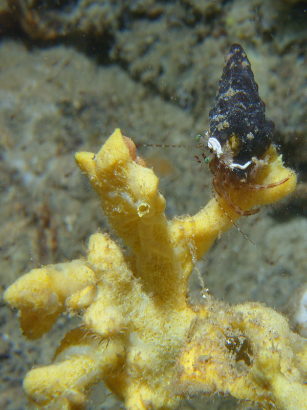 Casa Multipropriet�