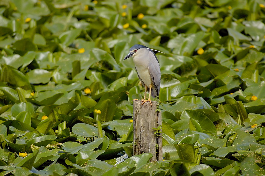 ...a che ora passa il prossimo pesce?
