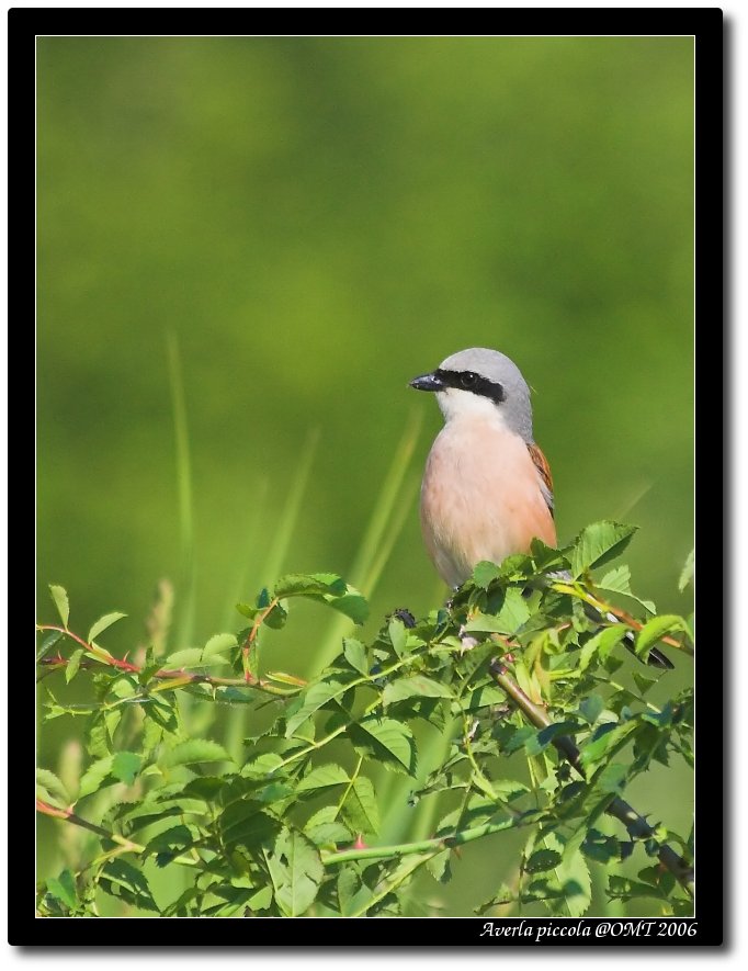 Averla piccola