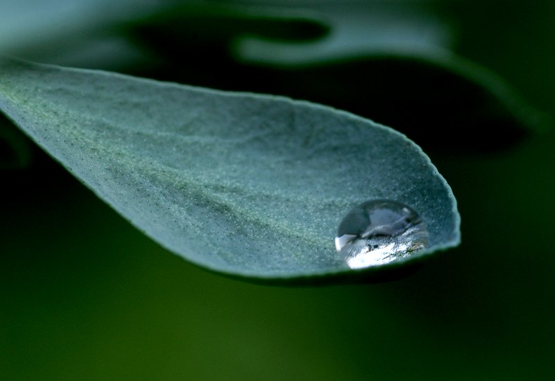 Il cucchiaio in natura.