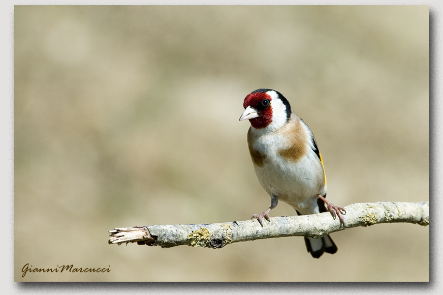 Carduelis Terzo