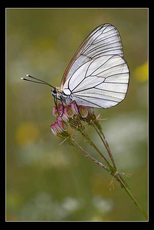 Aporia crataegi