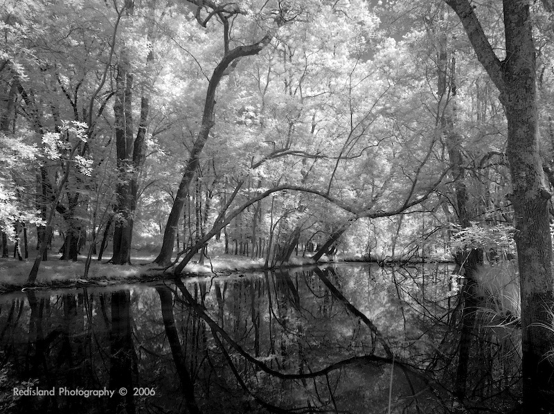 San Rossore - IR_001