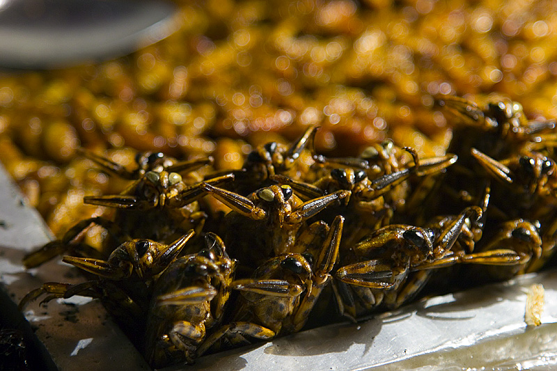 Cavallette fritte - Bangkok