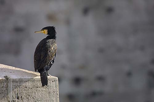 Cormorano