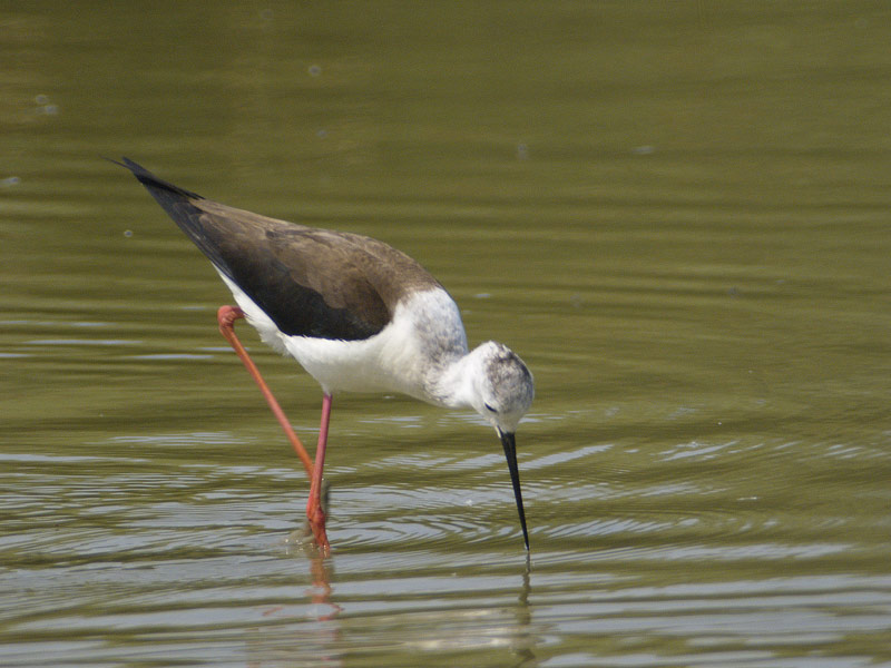 Cavaliere_oasi torrile