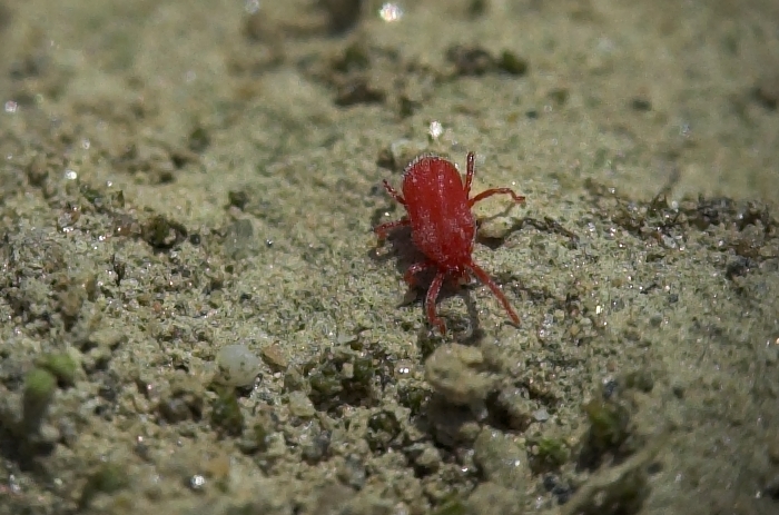 Tetranychus urticae