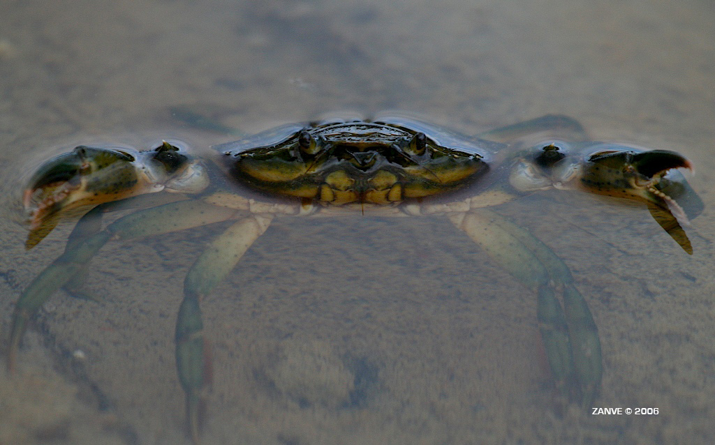Laguna del mort (VE)
