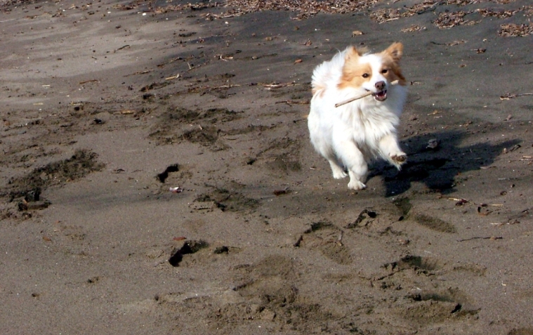 e questa � l'ultima volta che te lo raccolgo!