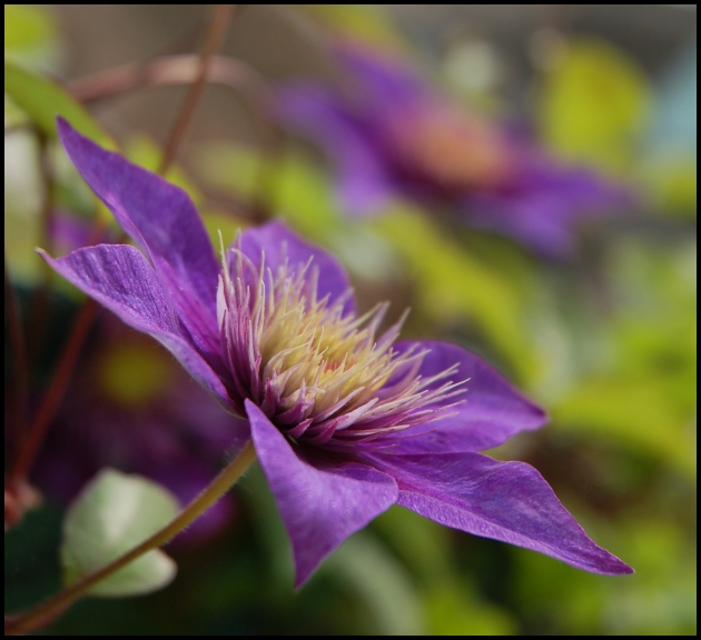 violet natural magic