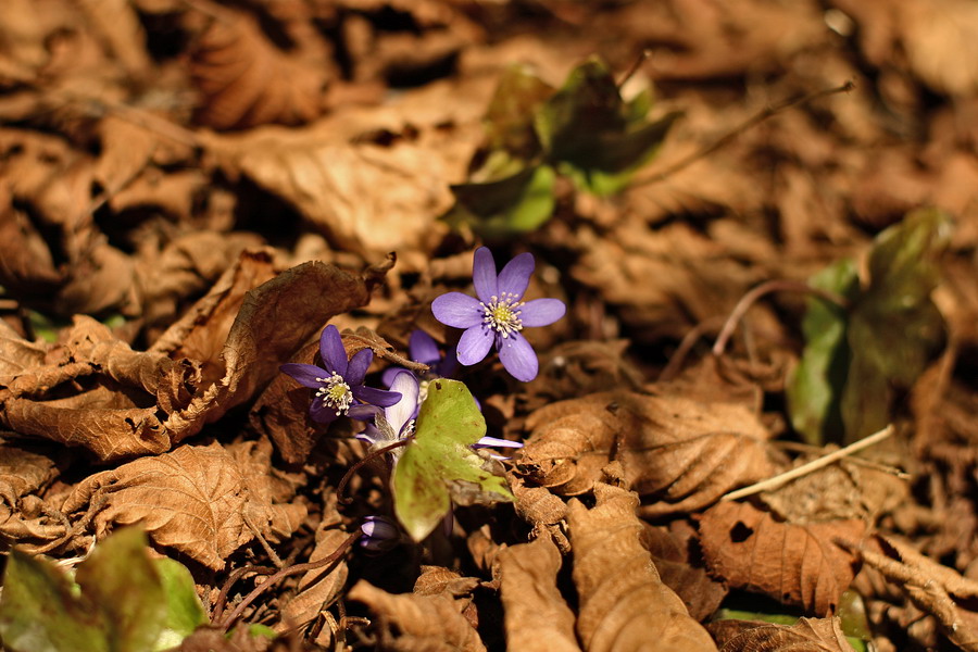 Fiori (originale eh?)