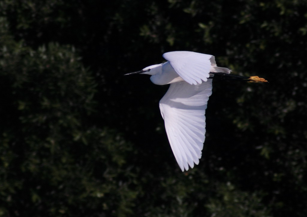 Tuffo nel verde profondo
