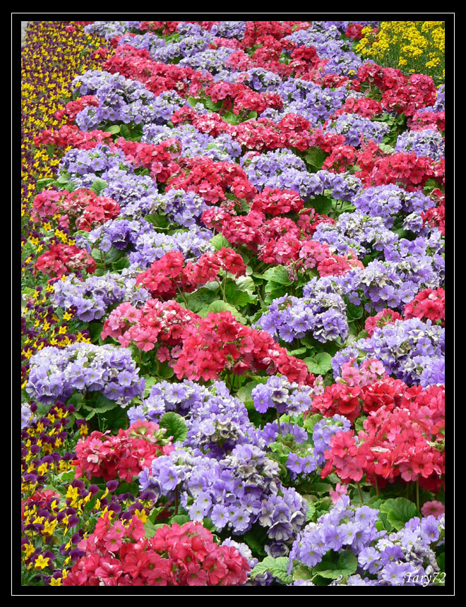 I colori di Villa Taranto