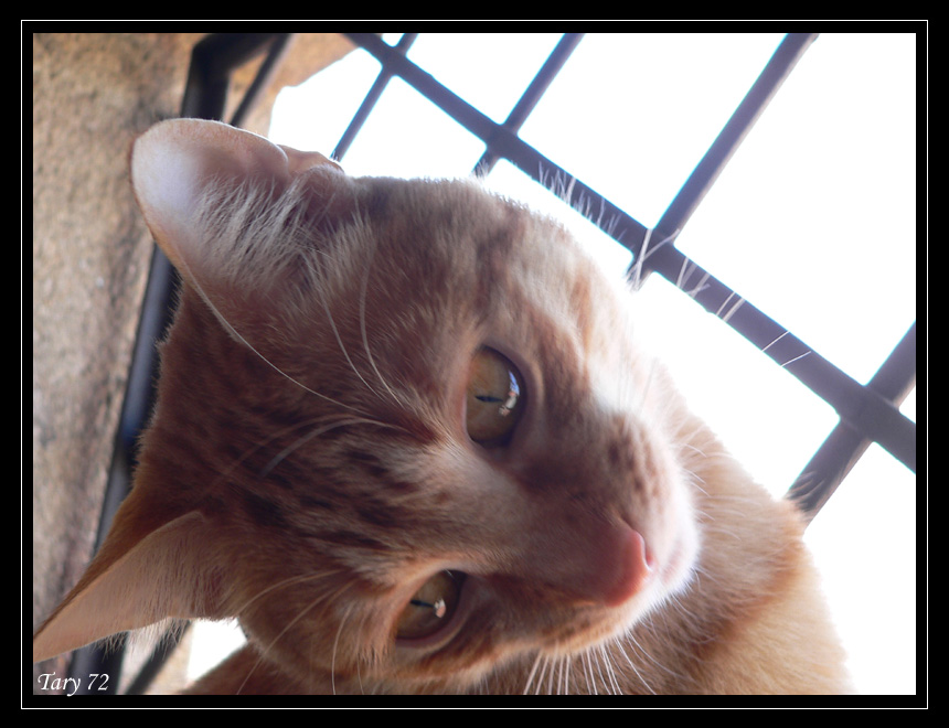 La mia piccola peste