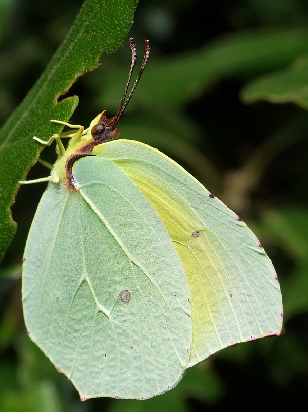 Bassorilievi in natura
