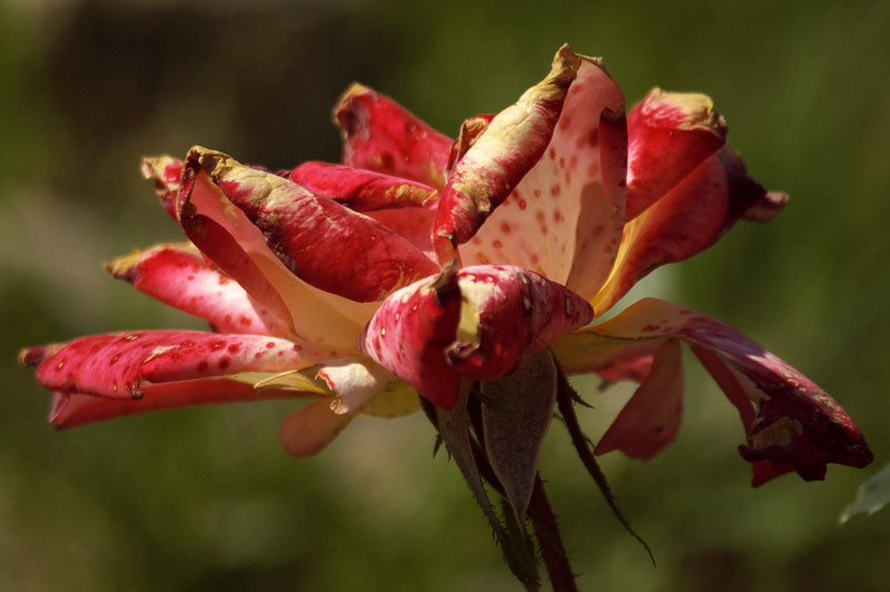 Rosa