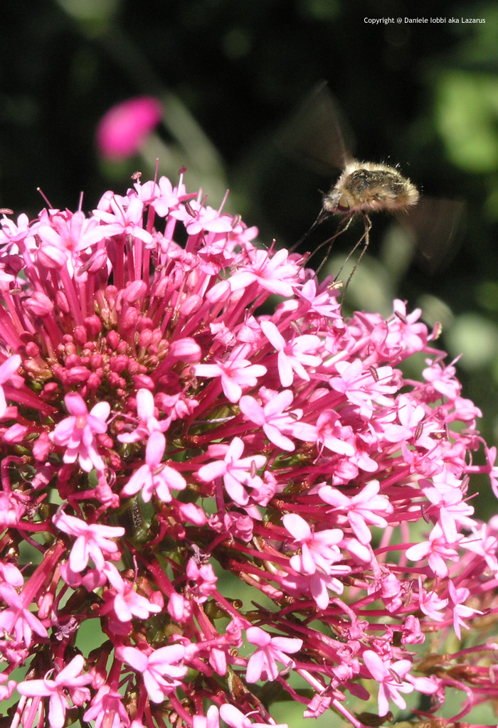 Che insetto �???? (C-8080)