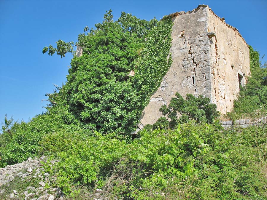 Casolare con rampicanti.