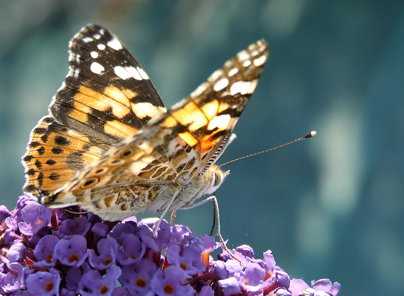 Vanessa (controluce)