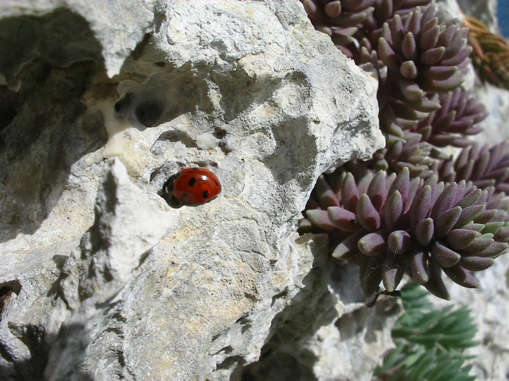 coccinella
