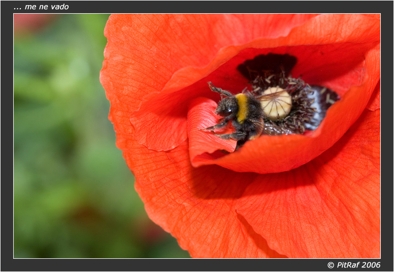 ho mangiato e ... vado via